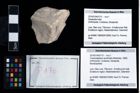 Foto (Objekt + Etikett) von Cracensigillatus acutirostris (Moericke, 1889)  (NHMW-GEO-2014-0194-0170)